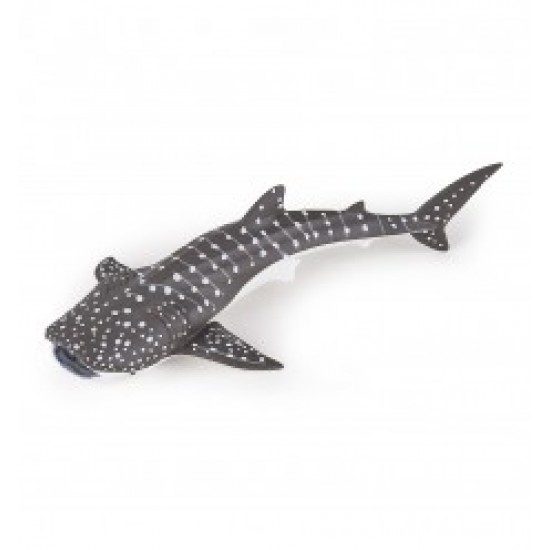 JEUNE REQUIN BALEINE